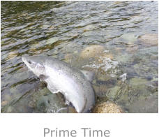 Prime Time